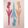 Tulpe