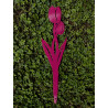 Tulpe